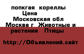 2 попкгая  кореллы › Цена ­ 7 000 - Московская обл., Москва г. Животные и растения » Птицы   